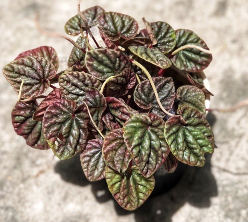 &Yacute; nghĩa của c&acirc;y Hạnh Ti&ecirc;n Thảo